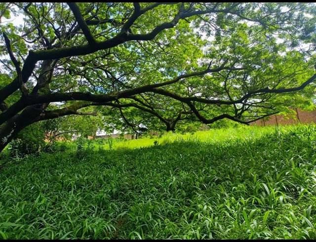 LAND FOR SALE IN MTUNZINI